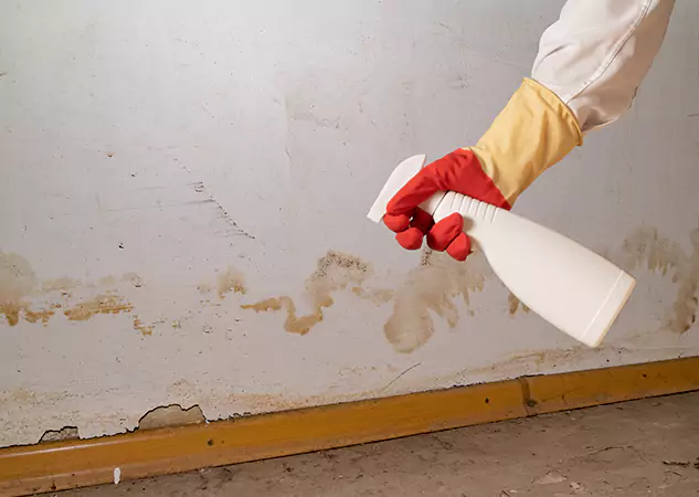 Your Water Restoration and Mold Remediation Specialists in Whitesburg, GA
