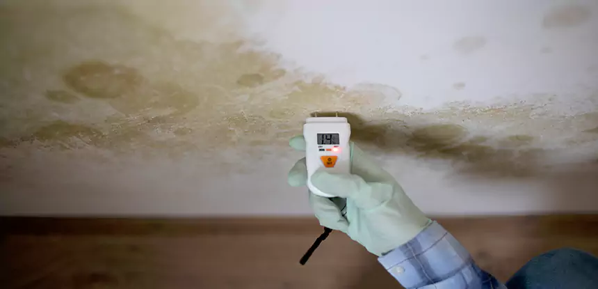 Emergency Mold Remediation in Whitesburg