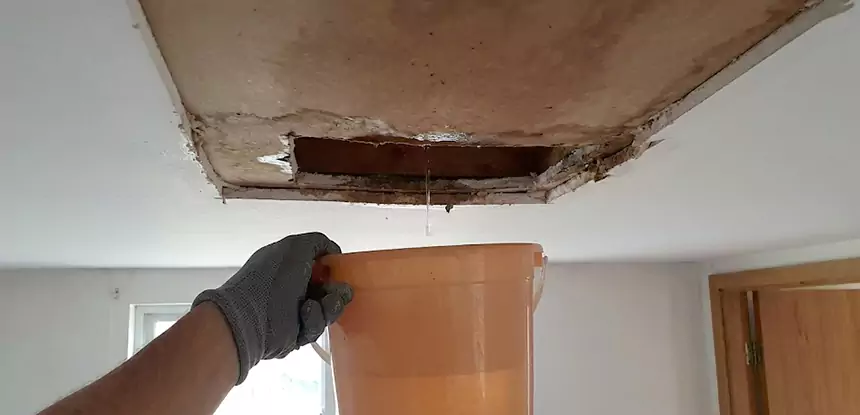 Ceiling Mold Repair Whitesburg