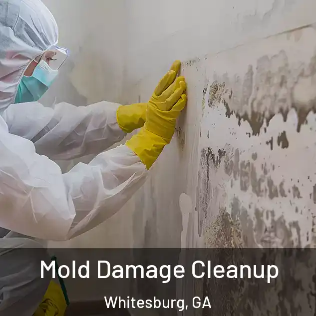  Mold Damage Cleanup Whitesburg, GA