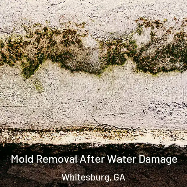  Mold Removal After Water Damage Whitesburg, GA